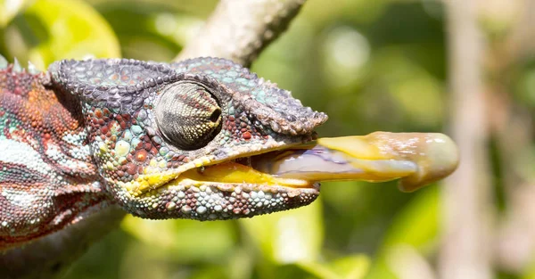 Panther chameleon (Furcifer pardalis) — Stock Photo, Image