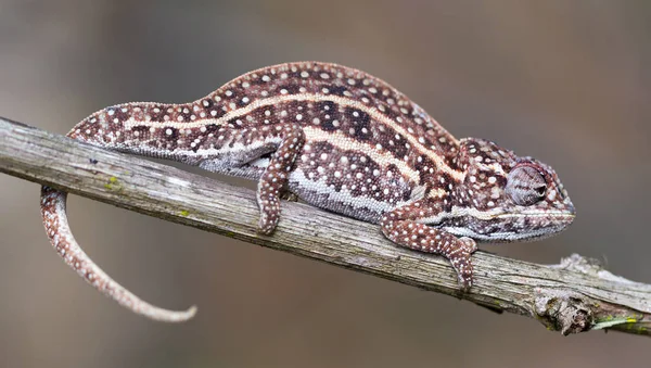 Pequeño camaleón colorido descansando en un árbol —  Fotos de Stock