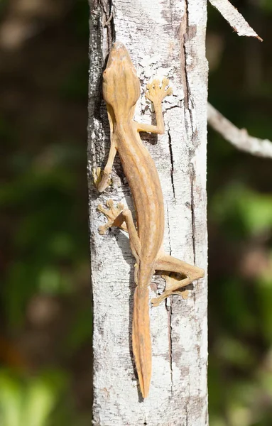 在马达加斯加的一棵树上，衬砌叶尾壁虎（乌罗普拉图斯） — 图库照片