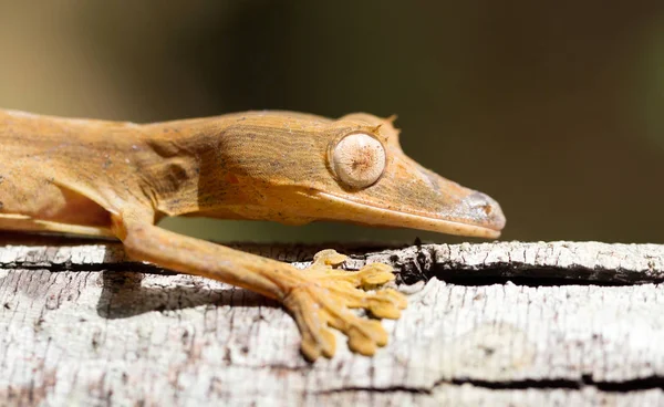 Fodrad blad svans Gecko (Uroplatus), på ett träd i Madagaskar — Stockfoto