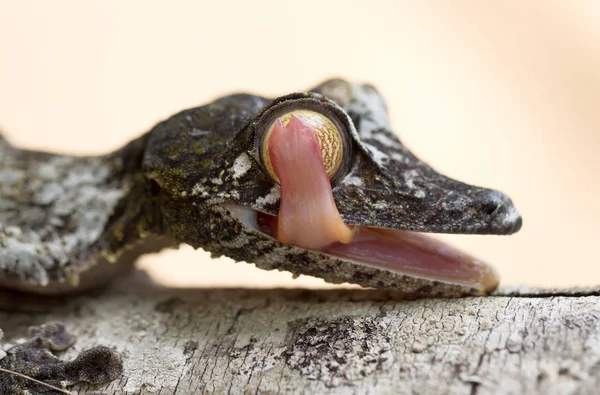 Gecko Uroplatus em Madagáscar — Fotografia de Stock