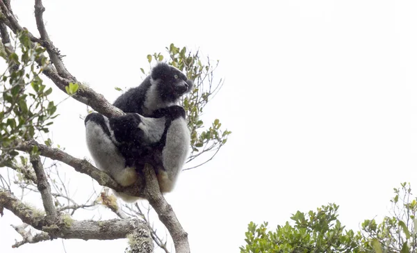 Indri, dünyanın en büyük lemur — Stok fotoğraf