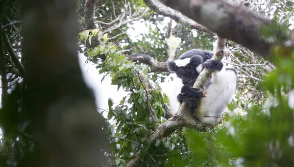 Indri, der größte Lemur der Welt — Stockfoto