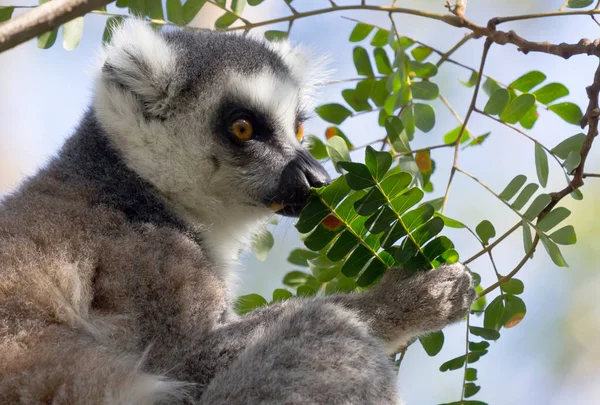 Famoso Madagascar Maki lemure, Anello coda lemure, mangiare — Foto Stock