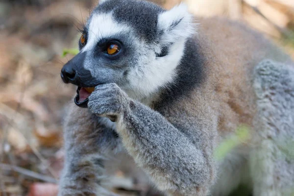 著名的马达加斯加马基狐猴，环尾狐猴，吃 — 图库照片