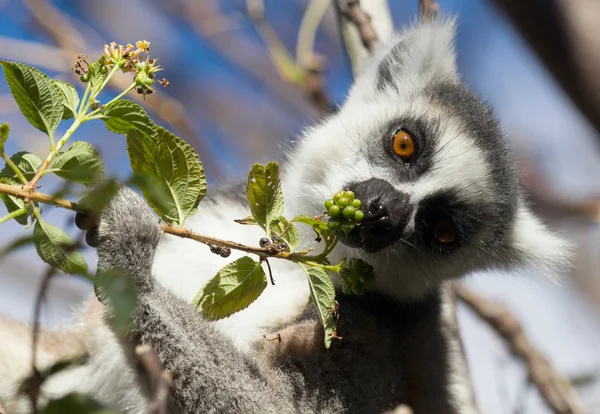 Famous Madagascar Maki lemur, Ring tailed lemur, eating — Stock Photo, Image