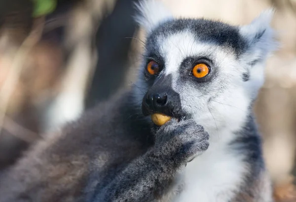 有名なマダガスカルマキキツネザル、リング尾キツネザル、食べる — ストック写真