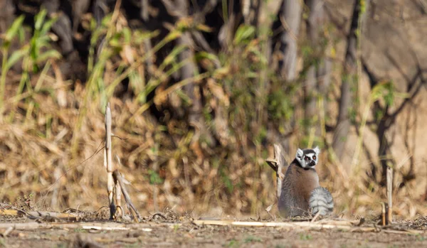 Proslulý Madagaskar Maki lemur, prsten lemur. — Stock fotografie