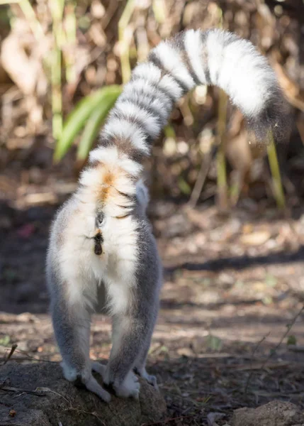 Famoso lémur Maki de Madagascar, lémur de cola anillada . — Foto de Stock