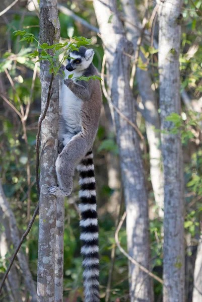 Híres madagaszkári maki-Lemur, Ring farkú maki, evés — Stock Fotó