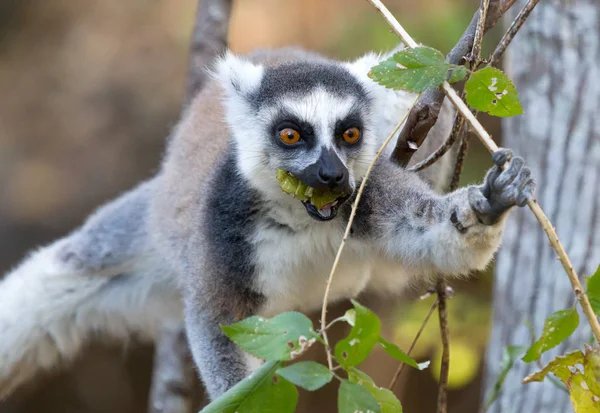 Ünlü Madagaskar Maki lemur, Halka kuyruklu lemur, yeme — Stok fotoğraf