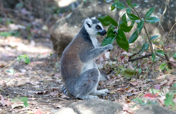 Famoso Madagascar Maki lémur, Anillo de cola lémur, comer — Foto de Stock