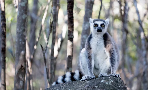 유명한 마다가스카르 마키 여우원숭이, 반지 꼬리 여우원숭이. — 스톡 사진