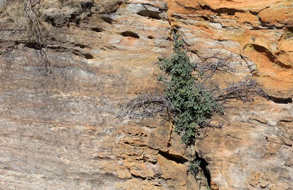 Isalo national park landscape canyon landmark in Madagascar — Stock Photo, Image