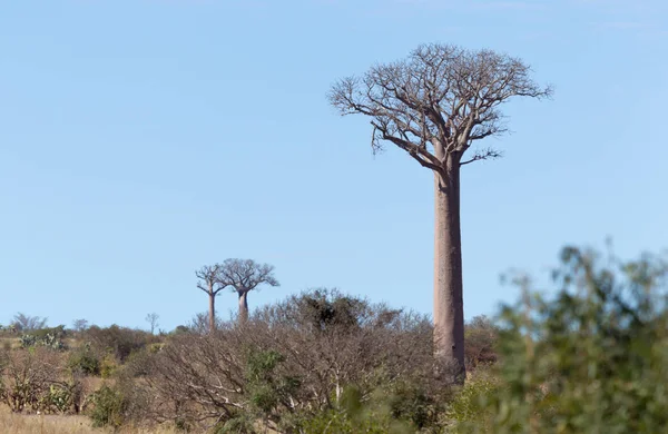 Madagaskar güneşli bir günde Baobab ağaçları — Stok fotoğraf