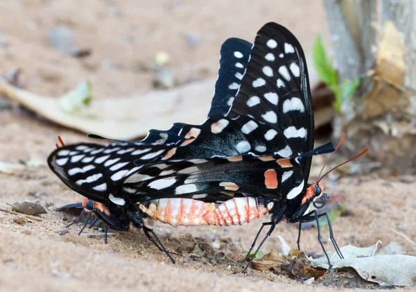 Ζευγάρωμα πεταλούδα-Παπίλιο (Φαρμακοφάγος) — Φωτογραφία Αρχείου