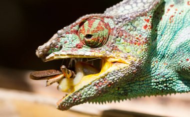 Panter bukalemun Furcifer pardalis, avcılık