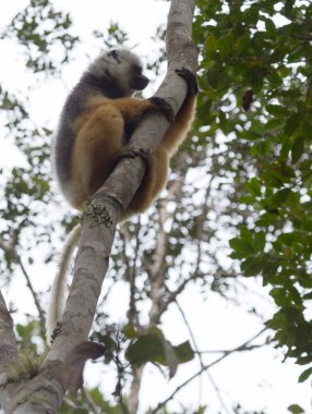 Madagaskar lemur dans altın sifaka