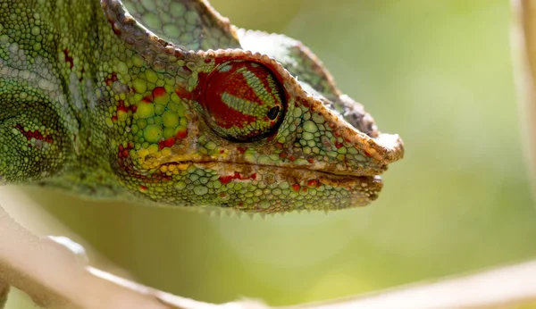 Panther Chameleon Furcifer pardalis, porträtt — Stockfoto