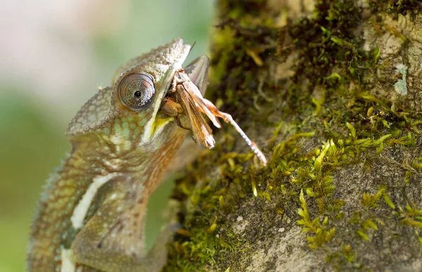 Panther chameleon Furcifer pardalis, hunting — Stock Photo, Image