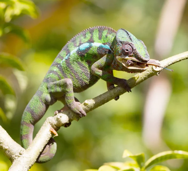 Panther Chameleon Furcifer pardalis, lov — Stock fotografie