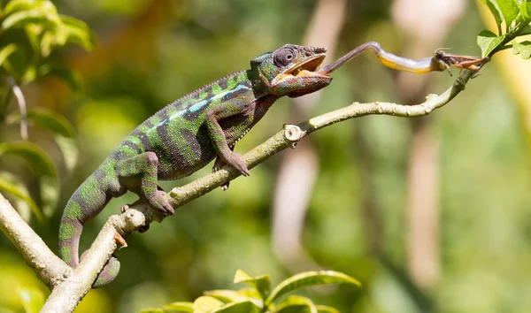 Panther Chameleon Furcifer pardalis, jakt — Stockfoto