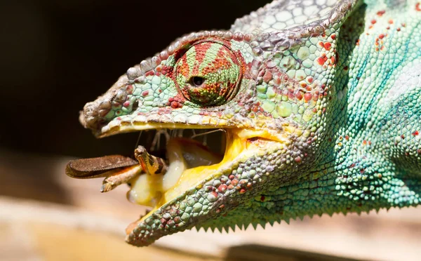Panther chameleon Furcifer pardalis, hunting — Stock Photo, Image