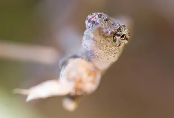 Panther Chameleon Furcifer pardalis, portrét — Stock fotografie