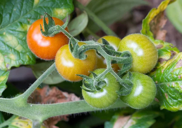 Cultivo de tomate pequeño —  Fotos de Stock