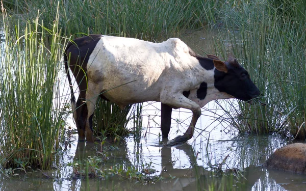 Zebu in the water — Stock Photo, Image