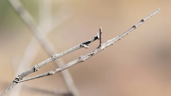 Stick insect, isalo — Stock Photo, Image