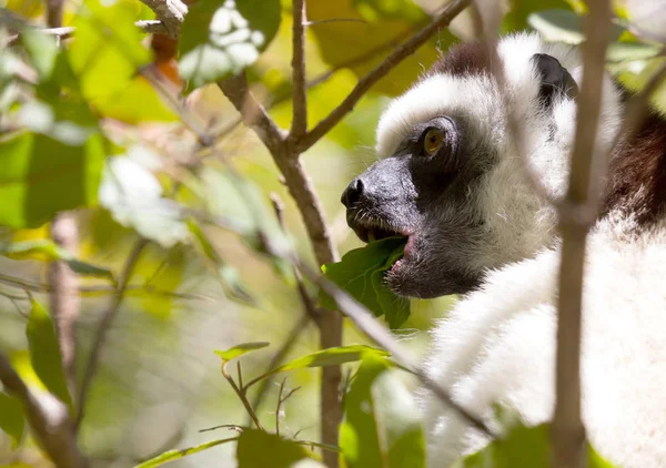 Sifaka van Verreaux (Propithecus verreauxi) — Stockfoto