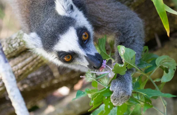 Lemure coda ad anello, lemure catta, alla ricerca di cibo — Foto Stock