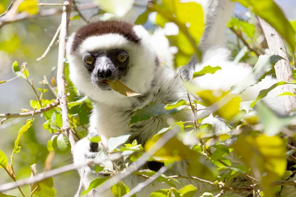 Verreaux ' s Sifaka (Propithecus verreauxi) — Stockfoto