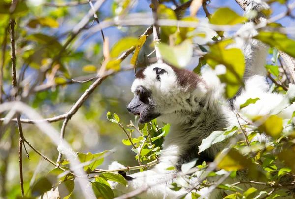 Sifaka de Verreaux (Propithecus verreauxi ) — Foto de Stock