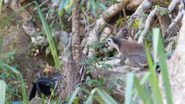 Ring staart Lemur, Lemur catta, kijkend naar een rugzak — Stockfoto