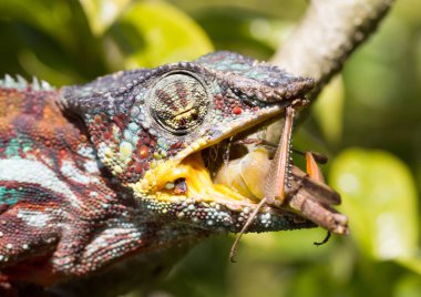 Panter bukalemun (Furcifer pardalis)
