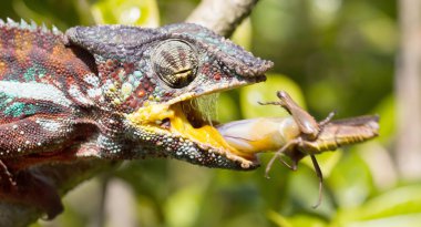 Panter bukalemun (Furcifer pardalis)