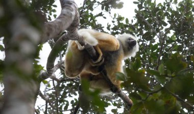 Madagaskar lemur dans altın sifaka