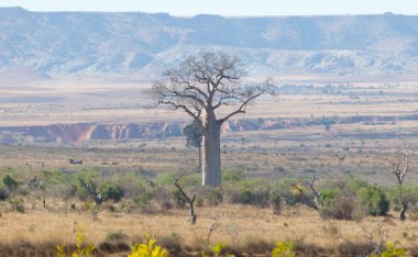 Madagaskar güneşli bir günde Baobab ağaçları
