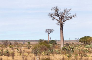 Madagaskar güneşli bir günde Baobab ağaçları