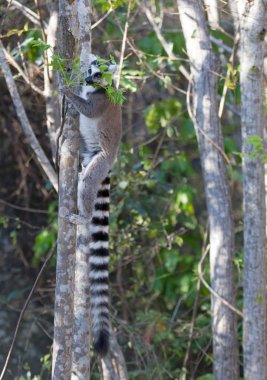 Ünlü Madagaskar Maki lemur, Halka kuyruklu lemur, yeme