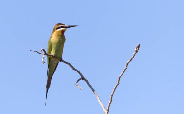 Zeytin Arısı yiyici (Merops superciliosus)