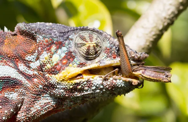 Panther chameleon (Furcifer pardalis) — Stock Photo, Image