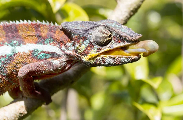Panter bukalemun (Furcifer pardalis)
