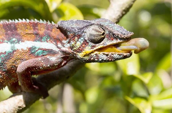 Panterkameleon (furcifer pardalis) — Stockfoto