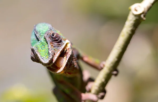 Panther Chameleon Furcifer pardalis, lov — Stock fotografie