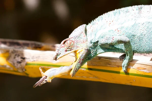 Panther chameleon Furcifer pardalis, hunting — Stock Photo, Image