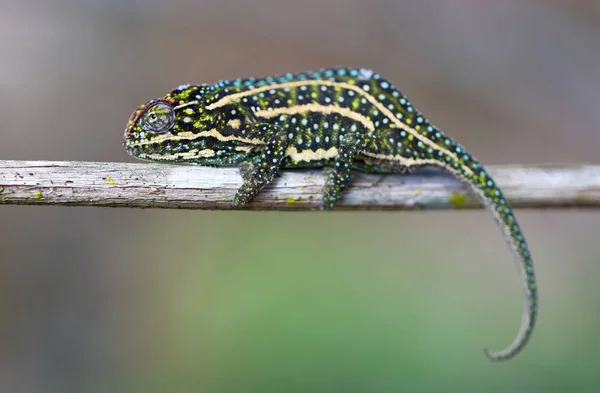 Malý barevný chameleon, který odpočívá ve stromě — Stock fotografie