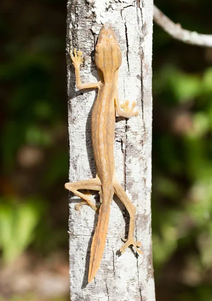 Lined leaftail gecko (Uroplatus), on a tree in Madagascar — Stock Photo, Image